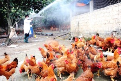 Huyện Mê Linh lo ngại dịch bệnh gia súc, gia cầm bùng phát