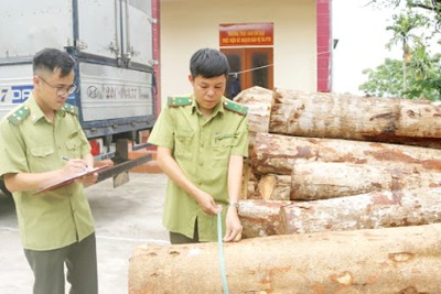 Trung bình mỗi tháng xảy ra hơn 800 vụ vi phạm Luật Lâm nghiệp