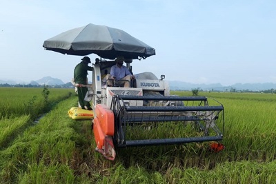 Phát triển lúa chất lượng cao tại Ứng Hòa: Hướng đi đúng