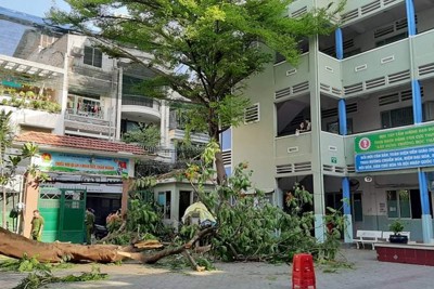 TP Hồ Chí Minh: Cây phượng bật gốc trong sân trường, một học sinh tử vong, nhiều học sinh khác bị thương