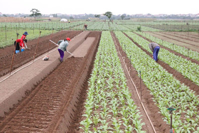 Chuyên gia nông nghiệp Hoàng Trọng Thủy: Nông nghiệp phải  thích ứng để phát triển