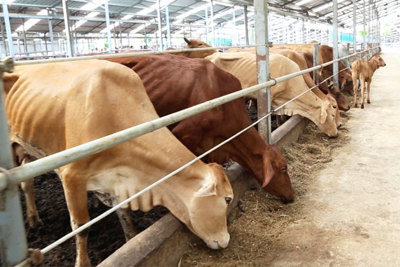 Thúc đẩy công nghệ chăn nuôi bò thịt
