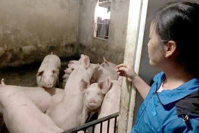 Cần có chính sách hỗ trợ người chăn nuôi nhỏ lẻ tái đàn lợn trong nước