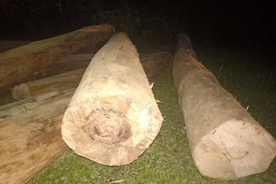 Hà Tĩnh: Phát hiện lượng gỗ lớn được tập kết gần bìa rừng