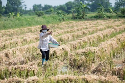 Thực trạng đốt rơm rạ ngoại thành Hà Nội: Có giảm nhưng chưa bền vững