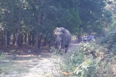 Đắk Lắk: Một nài voi bị voi nhà quật tử vong trên đường đi