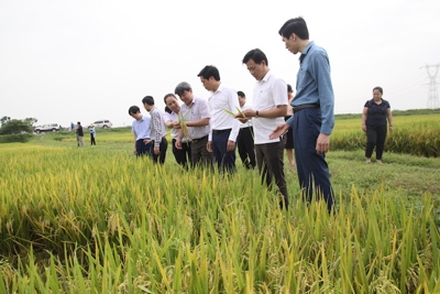 Huyện Sóc Sơn: Năng suất nhiều cây trồng vụ Xuân tăng cao so với cùng kỳ 2019