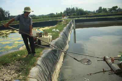 Tôm nuôi chết hàng loạt tại Quảng Ngãi