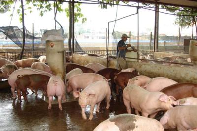 "Thủ phủ" lợn phía Nam đạt 85% việc tái đàn