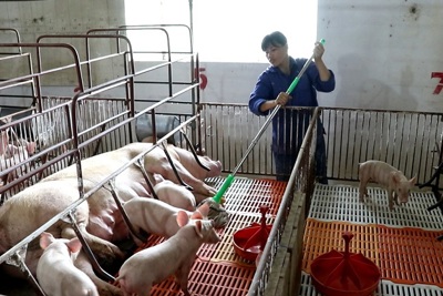 Giá lợn tăng kỷ lục: Tiềm ẩn nguy cơ khủng hoảng thừa
