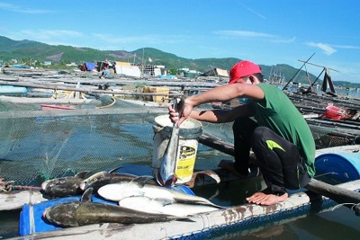 Hơn 9.000 con cá bớp nuôi lồng bè ở Lý Sơn chết bất thường