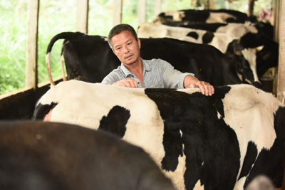 Độ an toàn của sữa tươi Cô Gái Hà Lan vượt chuẩn Việt Nam 11 lần