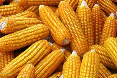 Tịch thu hơn 4.000 tấn hạt giống ngô bị xóa hạn sử dụng
