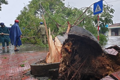 Quảng Ngãi: Cây xanh ngã đổ, mất điện diện rộng