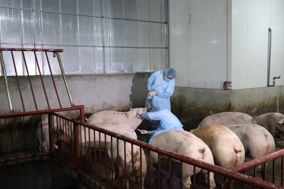 Hà Nội: Số lợn mắc dịch tả châu Phi giảm dần qua từng tháng