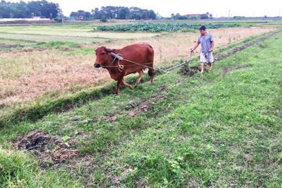 Tránh nắng nóng 40 độ C, nông dân Hà Nội xuống đồng từ 4 - 5h sáng