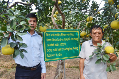 Bưởi tôm vàng trên “quê hương người gái đảm”