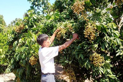 Sắp khai hội “Phiên chợ Nhãn lồng Hưng Yên”