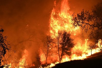 Thủ tướng Chính phủ chỉ đạo cấp bách phòng cháy, chữa cháy rừng