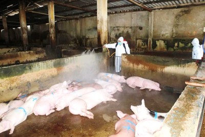 Chi hơn 5.000 tỷ đồng hỗ trợ phòng, chống dịch tả lợn châu Phi