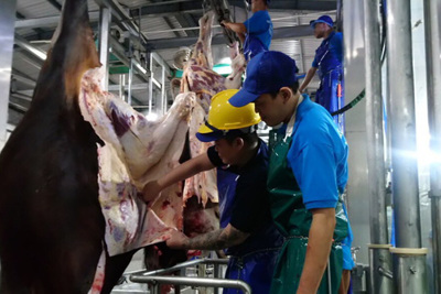 Bất thường 1.600 con trâu, bò Úc mất dấu tại Việt Nam