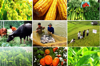 Những tiềm năng và cơ hội từ nông nghiệp Việt Nam