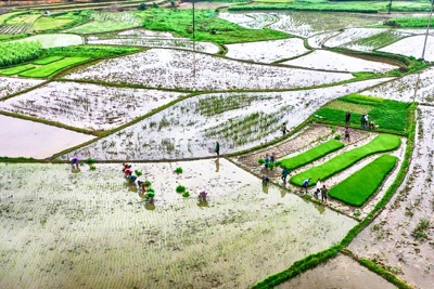 3 đợt lấy nước cho sản xuất nông nghiệp vụ Đông Xuân 2020