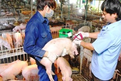 3 đại dịch đe dọa chăn nuôi lợn trong năm 2020