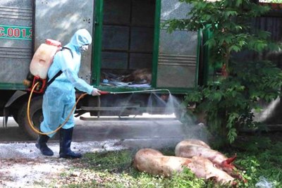 Hà Nội: 177 cơ sở chăn nuôi lớn có lợn bị tiêu hủy do dịch tả châu Phi