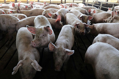 Ngăn chặn nguy cơ xâm nhiễm bệnh Dịch tả lợn Châu Phi