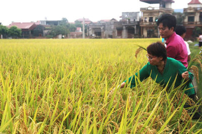 Hà Nội đẩy mạnh nghiên cứu giống lúa chống chịu biến đổi khí hậu