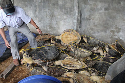 4 năm 6 tháng tù cho đối tượng buôn bán trái phép 10 tấn rùa biển