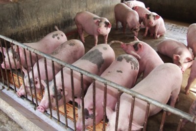 Hà Nội: Thực hiện các giải pháp cấp bách phòng, chống dịch tả lợn châu Phi