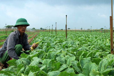Giúp nông dân tiêu thụ nông sản bền vững