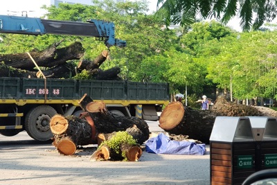 Hải Phòng: Chặt hạ 3 cây muồng ngủ cạnh tượng đài Nữ tướng Lê Chân
