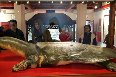 Hà Nội nhận mẫu vật đặc biệt rùa Hồ Gươm