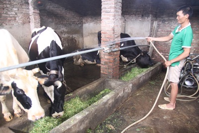 Người nuôi bò sữa đang gặp khó