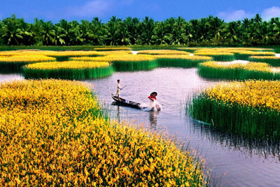 Làm thế nào để phát triển nông nghiệp Đồng bằng sông Cửu Long  bền vững, an toàn?