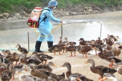 Hà Nội tiêu hủy gần 20.000 gia cầm mắc bệnh cúm A/H5N6