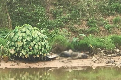 Hà Nội: Kinh hãi phát hiện thi thể nam giới trên sông Nhuệ