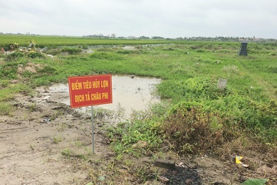 Tiên Lãng (Hải Phòng): Dịch tả lợn châu Phi bùng phát, người dân phải chôn lấp tại nghĩa trang