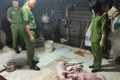 Hà Tĩnh: Phát hiện cơ sở mua lợn chết về quay bán cho khách