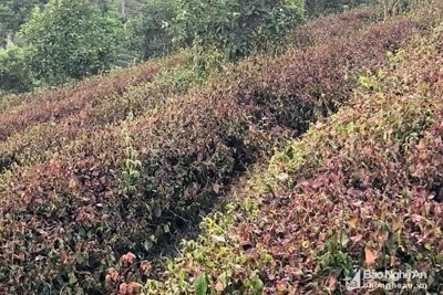 Nghệ An: Một người tử vong khi nỗ lực cứu hạn cho cây chè