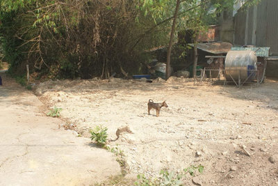 Đà Nẵng: “Cò” thổi giá đất, chính quyền cảnh báo khẩn người dân