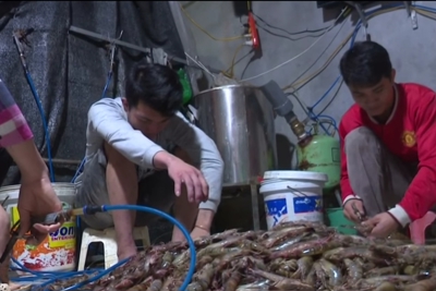 Hà Nội: Đột kích cơ sở kinh doanh thủy sản bơm tạp chất vào tôm