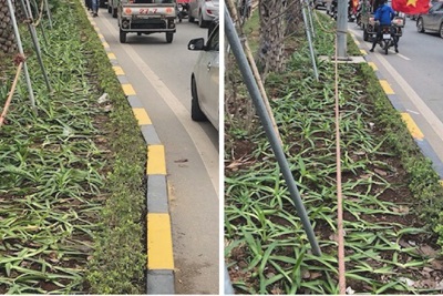 Hà Nội: Thảm cỏ trên nhiều tuyến đường bị giẫm nát