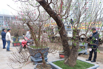 Nhiều khu vực trên địa bàn Hà Nội tổ chức Chợ hoa Xuân