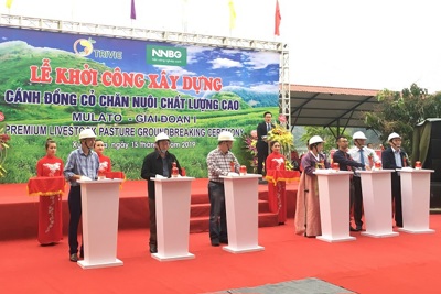 Khởi công dự án trồng cỏ chất lượng cao Mulato II tại Sơn La