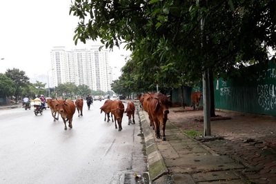 [Điểm nóng giao thông] Mất an toàn giao thông do... đàn bò