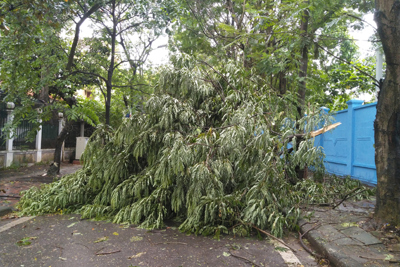 Hà Nội: Mưa dông khiến nhiều cây xanh gãy đổ, giao thông khó khăn